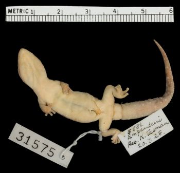 Media type: image;   Herpetology R-31575
